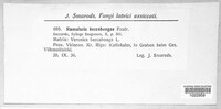 Ramularia beccabungae image